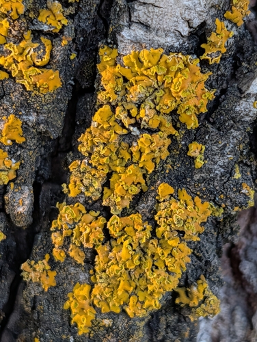 Xanthomendoza, 2026-10-24