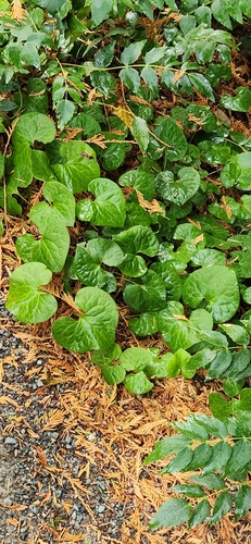 Asarum caudatum observed 2026-10-25
