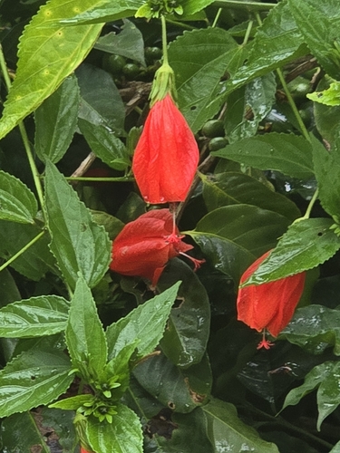 Malvaviscus penduliflorus observed 2026-10-25