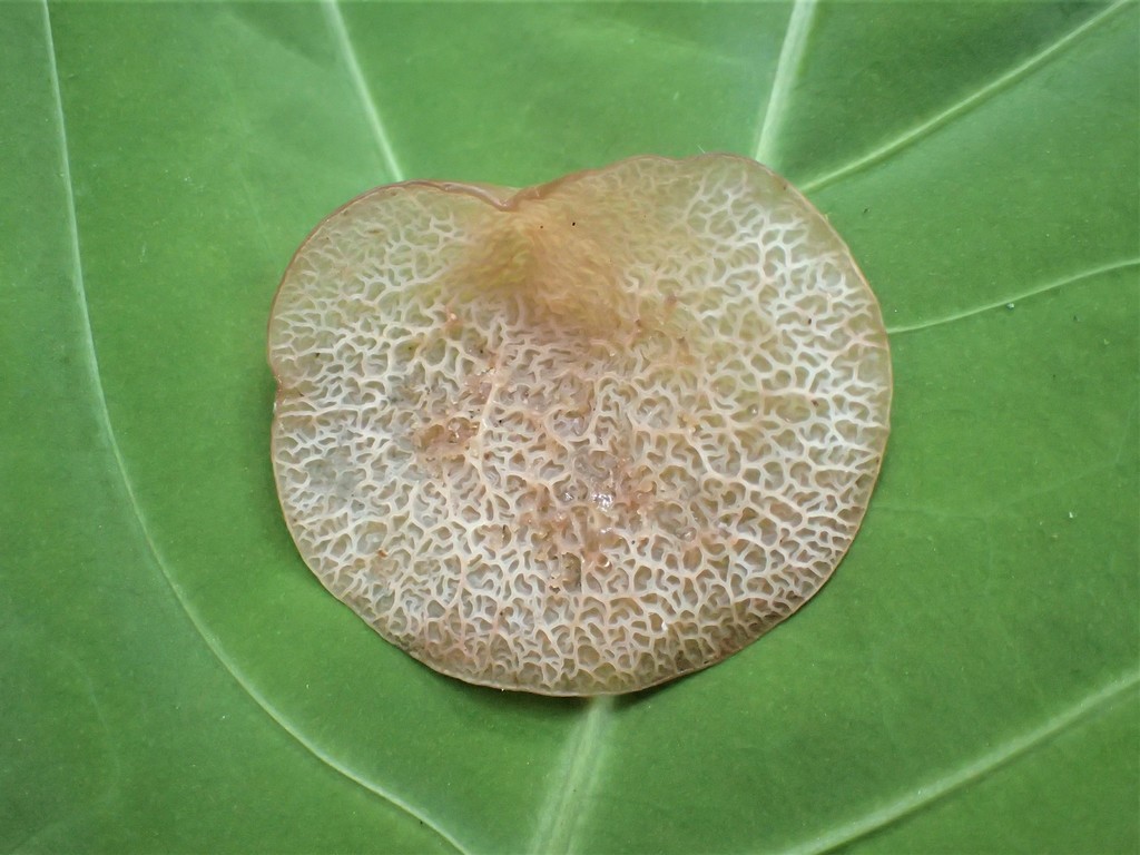 Auricularia delicata · May 2020 · photo: © heimatlos (iNaturalist, cc0)