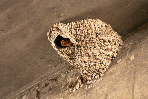 Golondrina Risquera