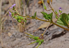 Pelargonium littorale