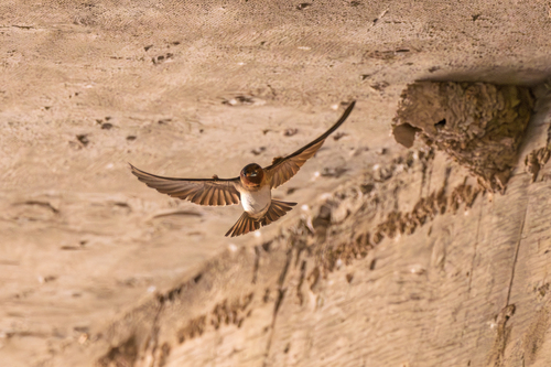 Golondrina Risquera