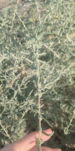 Fourwing Saltbush