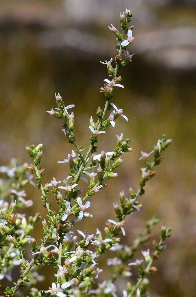 (Olearia floribunda) - Botanical Realm