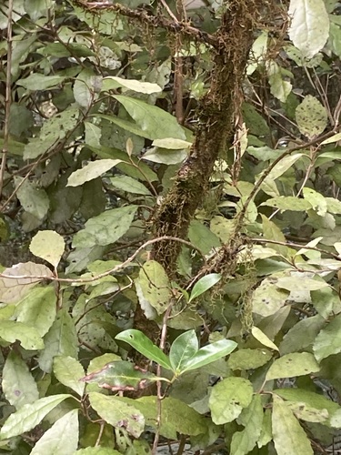 Olearia rani observed 2026-10-25