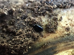 Platylomalus aequalis