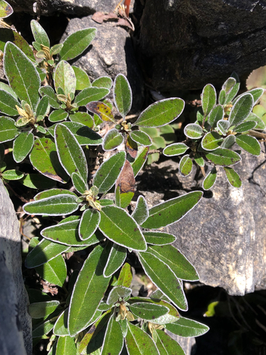 Senecio observed 2026-10-25