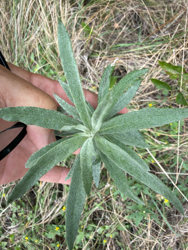Silver Wormwood