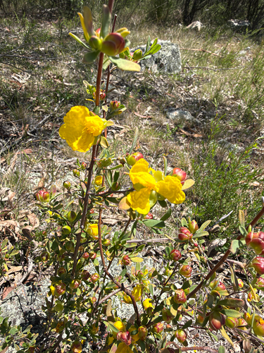 Hibbertia obtusifolia observed 2026-10-24