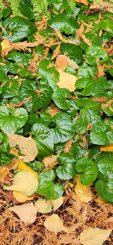 Asarum caudatum observed 2026-10-25