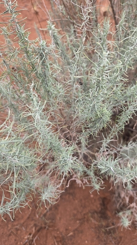 Artemisia filifolia, 2026-10-24