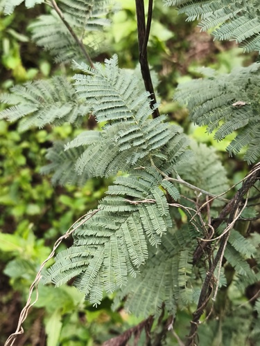 Acacia dealbata observed 2026-10-25
