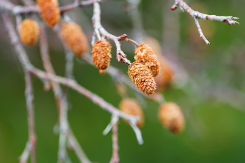 Betula microphylla, 2026-10-22