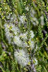 Melaleuca brevifolia