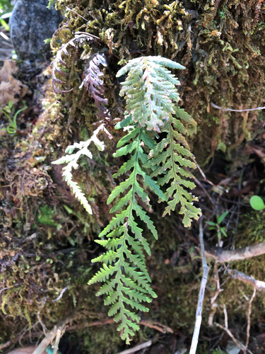 Notogrammitis heterophylla observed 2026-10-25