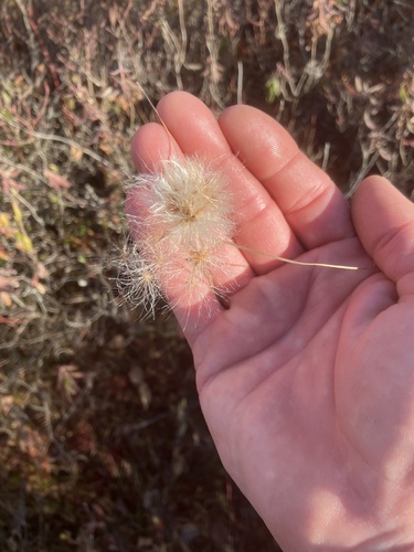 Eriophorum observed 2026-10-25