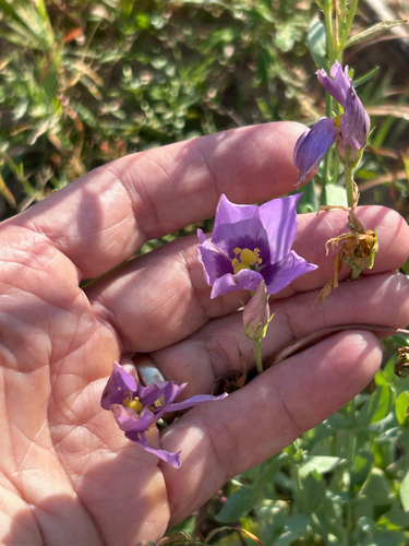 Catchfly Prairie Gentian
