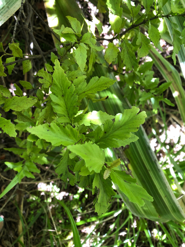 Phyllocladus trichomanoides observed 2026-10-25