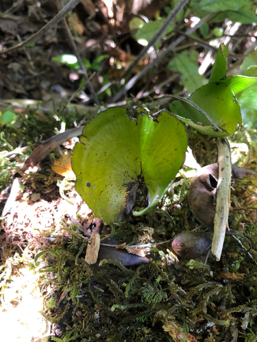 Hymenophyllum nephrophyllum observed 2026-10-25