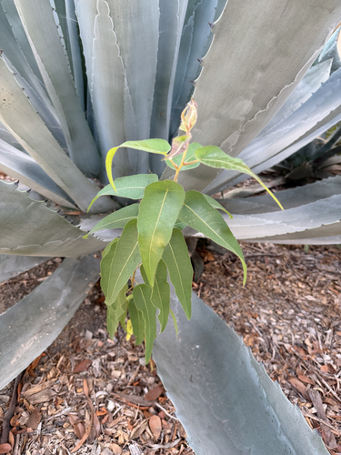 Corymbia citriodora observed 2026-10-20