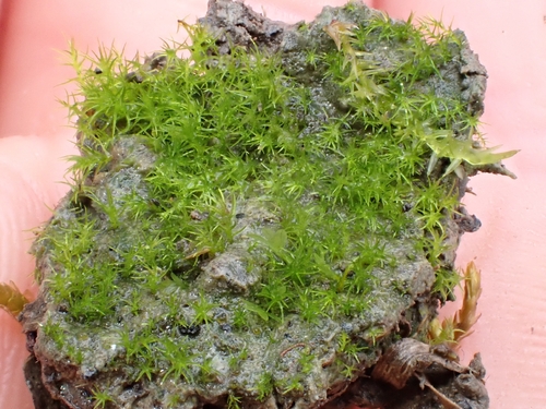 Dicranella varia observed 2026-10-24