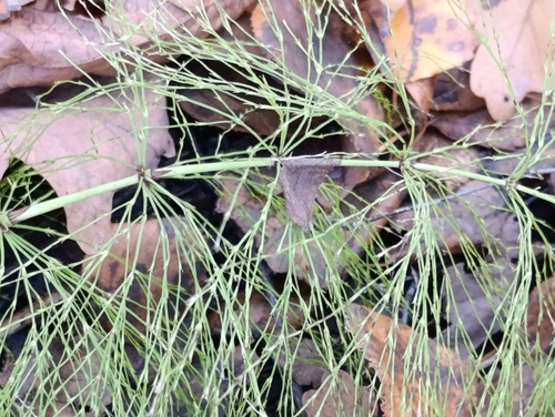 Equisetum sylvaticum observed 2026-10-25
