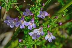 Prostanthera spinosa
