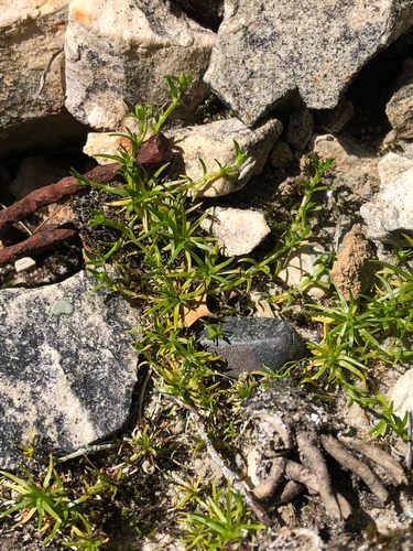 Sagina procumbens observed 2026-10-25