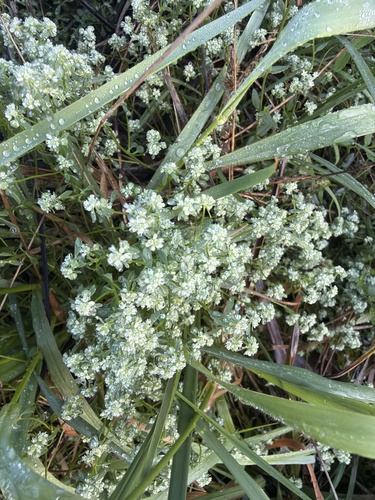 Poranthera microphylla observed 2026-10-26
