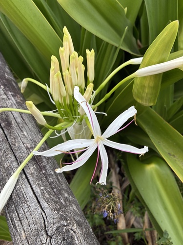 Crinum asiaticum observed 2026-10-26