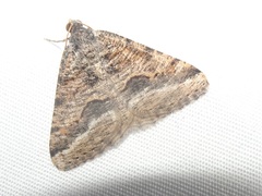 Macaria colata