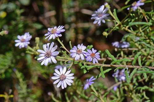 Image of Olearia Asterotricha (Olearia asterotricha) by (c) gmgoods, some rights reserved (CC BY)