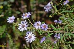 Olearia asterotricha