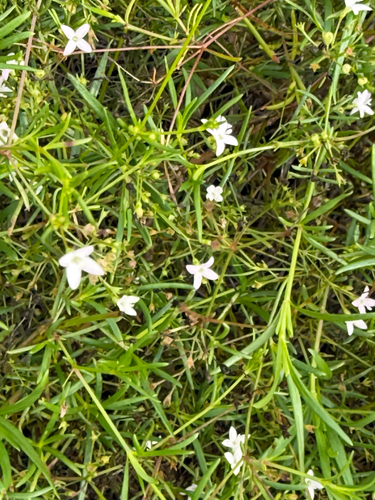 diamond-flowers