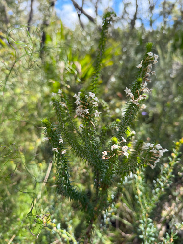 Woollsia pungens observed 2026-10-20
