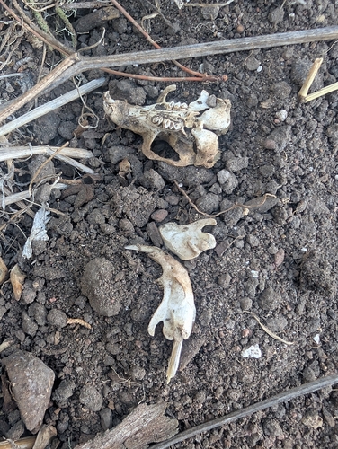 Botta's Pocket Gopher