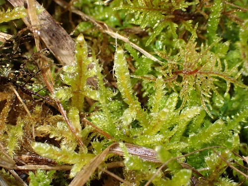 Calliergonella lindbergii observed 2026-10-24