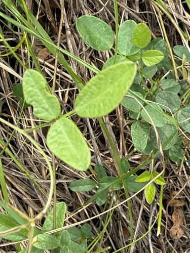 Texas Snoutbean