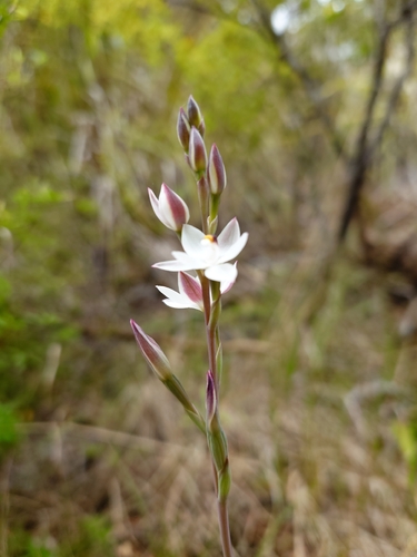 Thelymitra longifolia observed 2026-10-25