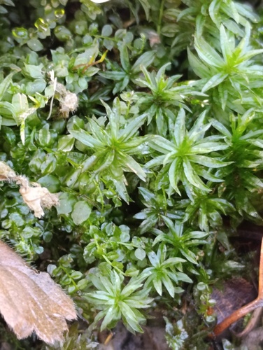 Atrichum undulatum observed 2026-10-25