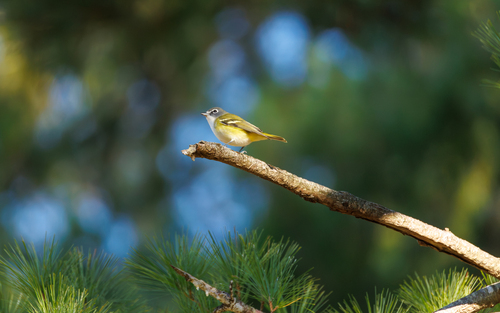 Blue-headed Vireo