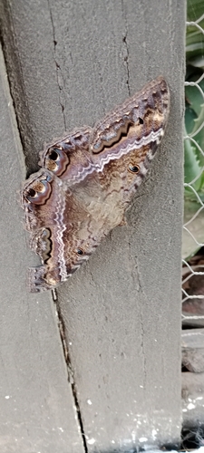 Polilla Bruja