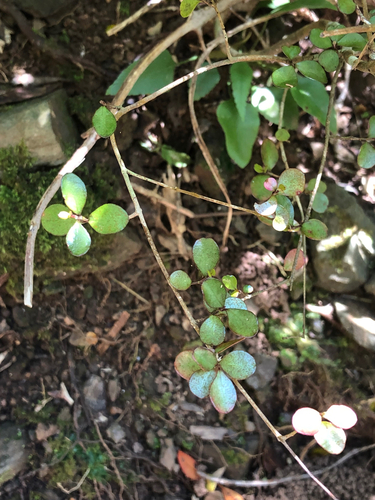 Neomyrtus pedunculata observed 2026-10-25