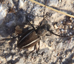 Neodorcadion bilineatum