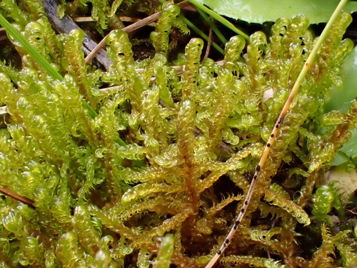 Scorpidium cossonii observed 2026-10-24