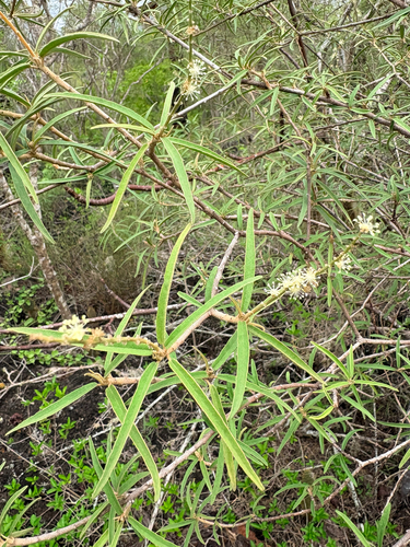Croton scouleri observed 2026-10-25