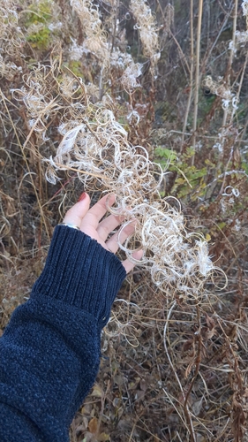 Chamaenerion angustifolium observed 2026-10-25