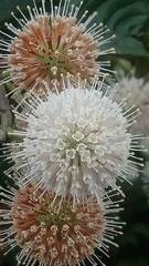 Cephalanthus tetrandra
