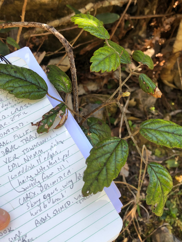 Rubus schmidelioides observed 2026-10-25